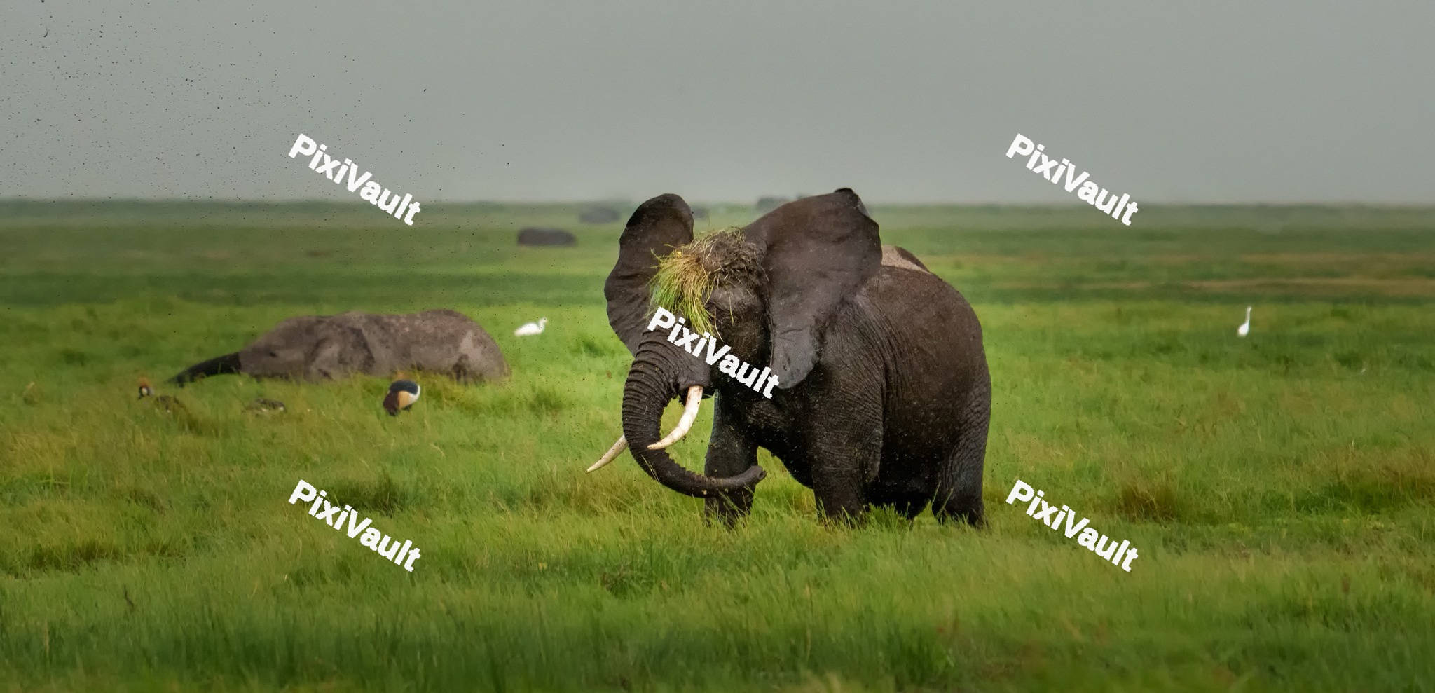 African Elephant